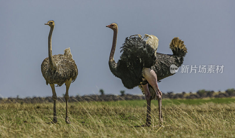 马赛鸵鸟(Struthio camelus massaiicus)，也被称为东非鸵鸟，是普通鸵鸟的一种红颈亚种，是东非特有的。肯尼亚马赛马拉国家保护区。雄性和雌性动物。